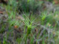 Aegilops geniculata 6, Saxifraga-Ed Stikvoort